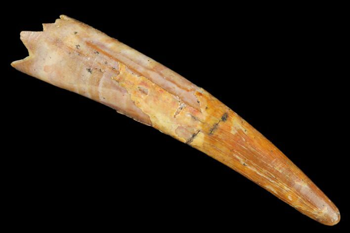 Fossil Pterosaur (Siroccopteryx) Tooth - Morocco #183668